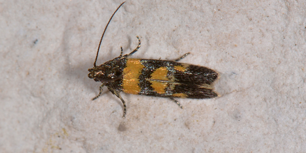 Micro da identificare: Chrysoesthia sexguttella - Gelechiidae